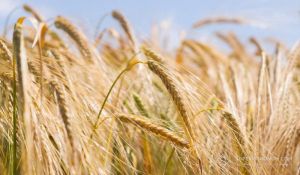 В Україні найбільше ячменю в 2025 році зібрали на Одещині, а лідер з урожайності — Хмельниччина