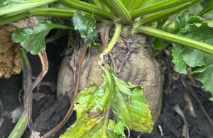 Цукровий буряк