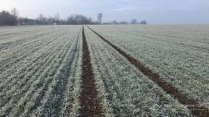 Температурні гойдалки є головним ризиком для озимих