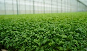 Підтримка розвитку садів і теплиць — держава компенсуватиме до 50% витрат