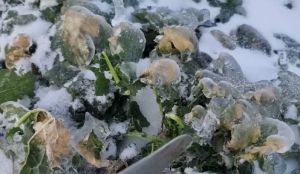 Крижаний чохол на рослинах ріпаку — науковець пояснив чи є загрози