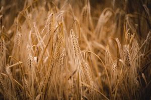 Пшениця