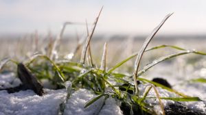 Посіви озимої пшениці під снігом і льодом у Бобринецькій громаді