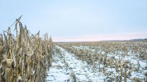 В Україні можуть зібрати ще понад 2 млн т кукурудзи під час зимових жнив