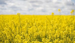 Поле озимого ріпаку квітне