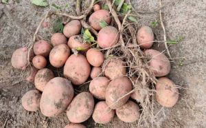 Несертифікований матеріал займає до 70% ринку насіннєвої картоплі в Україні