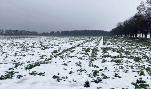 Посіви озимого ріпаку під снігом