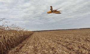 В МХП-Урожайна країна визначили структуру посівів основних культур на сезон 2026