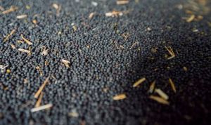 Урожай ріпаку