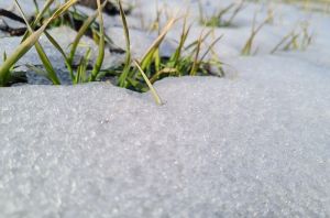 Озима пшениця