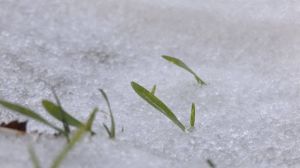 Озимина на полях Волинської сільськогосподарської дослідної станції