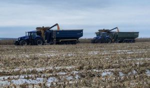 Понад 900 га кукурудзи залишається в лютому на полях Агротрейд в Сумській області