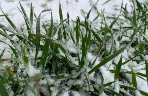 Найбільшу небезпеку погодні умови зими становлять для посівів озимого ячменю