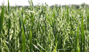 Посівні площі вівса в Україні скорочуються, урожайність залишається стабільною 2,6 т/га