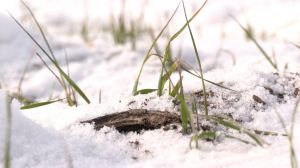 Через морози та крижані дощі на Харківщині великого врожаю озимих не чекають