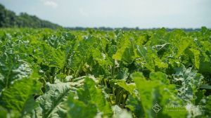 Посіви цукрових буряків