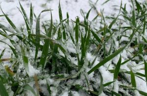 В A.G.R. Group розповіли про стан озимих на Полтавщині після погодних коливань