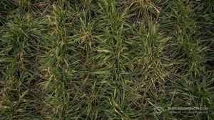 Про стратегію весняних агрозаходів на посівах озимих розповів Микола Сучек