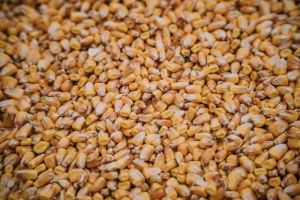 Насіння кукурудзи