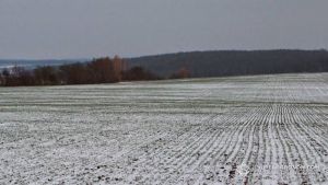 Льодова кірка не зашкодила більшості озимих на Харківщині