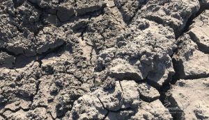 Агрохолдинги мігруватимуть на захід через зміни клімату — Адаменко