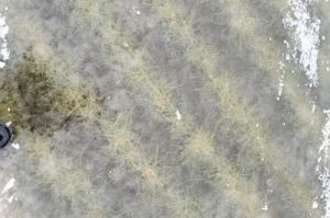 Посіви озимої пшениці під кригою