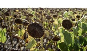 У Dnipro Agro Group отримали урожайність соняшнику в Дніпропетровському кластері вищу середньої по регіону — 1,15 т/га