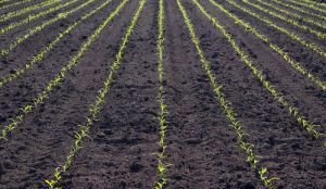 Базовий ґрунтовий гербіцид для захисту кукурудзи порекомендував експерт