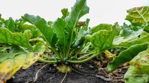 Вже в цьому році варто закладити ділянки, де будуть проводитись досліди щодо захисту цукрових буряків — думка