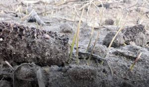 Ослаблені посіви озимої пшениці після попередника кукурудзи варто якомога раніше підживити — польська експертка