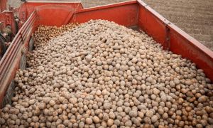 Зі 179 зареєстрованих в Україні сортів картоплі лише 60 — української селекції