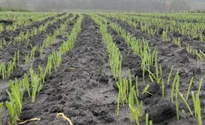 Підживлення посівів озимих на Вінниччині вже на старті