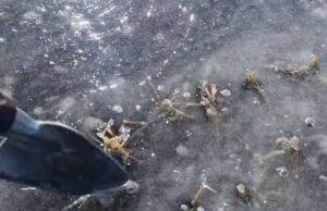 Про загрози для озимих зернових від водяних блюдець, вкритих кригою на полях, розповів науковець