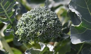 Броколі культура трудомістка і потребує знань щодо правильного живлення — польський фермер