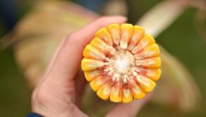 Властивості та переваги пластичних гібридів кукурудзи пояснили фахівці