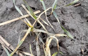 Озимі зернові на Львівщині виснажені, є ризики їх пошкодження грибковими хворобами