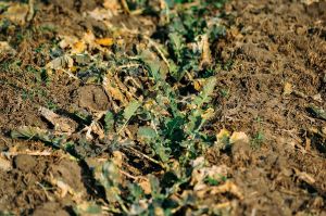 На Одещині вже встановлюють чашки-пастки для моніторингу прихованохоботника