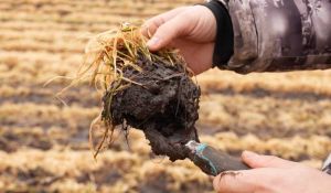 Втрати озимих на Кіровоградщині можуть сягати від 10% до 40%