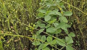 Американські фермери збільшують прибутки та покращують стан ґрунту завдяки озимому рижію