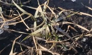 Вносити добрива варто по відталому, а не мерзлому ґрунту — у ЄС підживлення по мерзлоталому заборонене — науковець