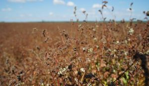 Посіви гречки