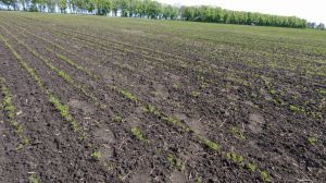 Посіви сочевиці (фото ілюстративне)