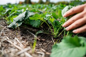 Озимий ріпак