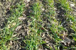 Озима пшениця на Львівщині