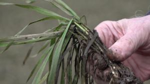 На Черкащині фермери не можуть розпочати підживлення озимих через стан полів