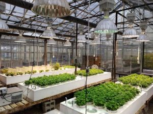 Лабораторія скринінгу SCN з селекції та генетики сої Північного Міссурі на території кампусу Університету Міссурі