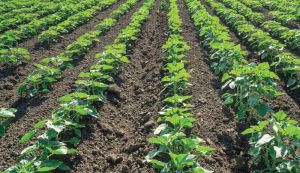 Посіви соняшника