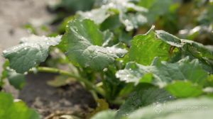 Озимий ріпак