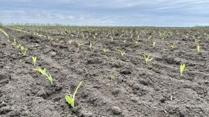 Сходи кукурудзи