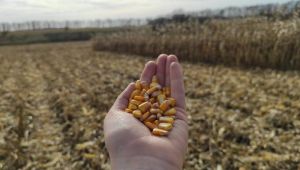 Науковці порадили оптимальну структуру посівів для Волині